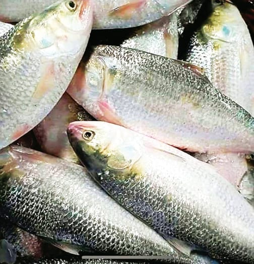 ৬ হাজার কেজি ইলিশ কুলাউড়া দিয়ে ভারতে গেলো