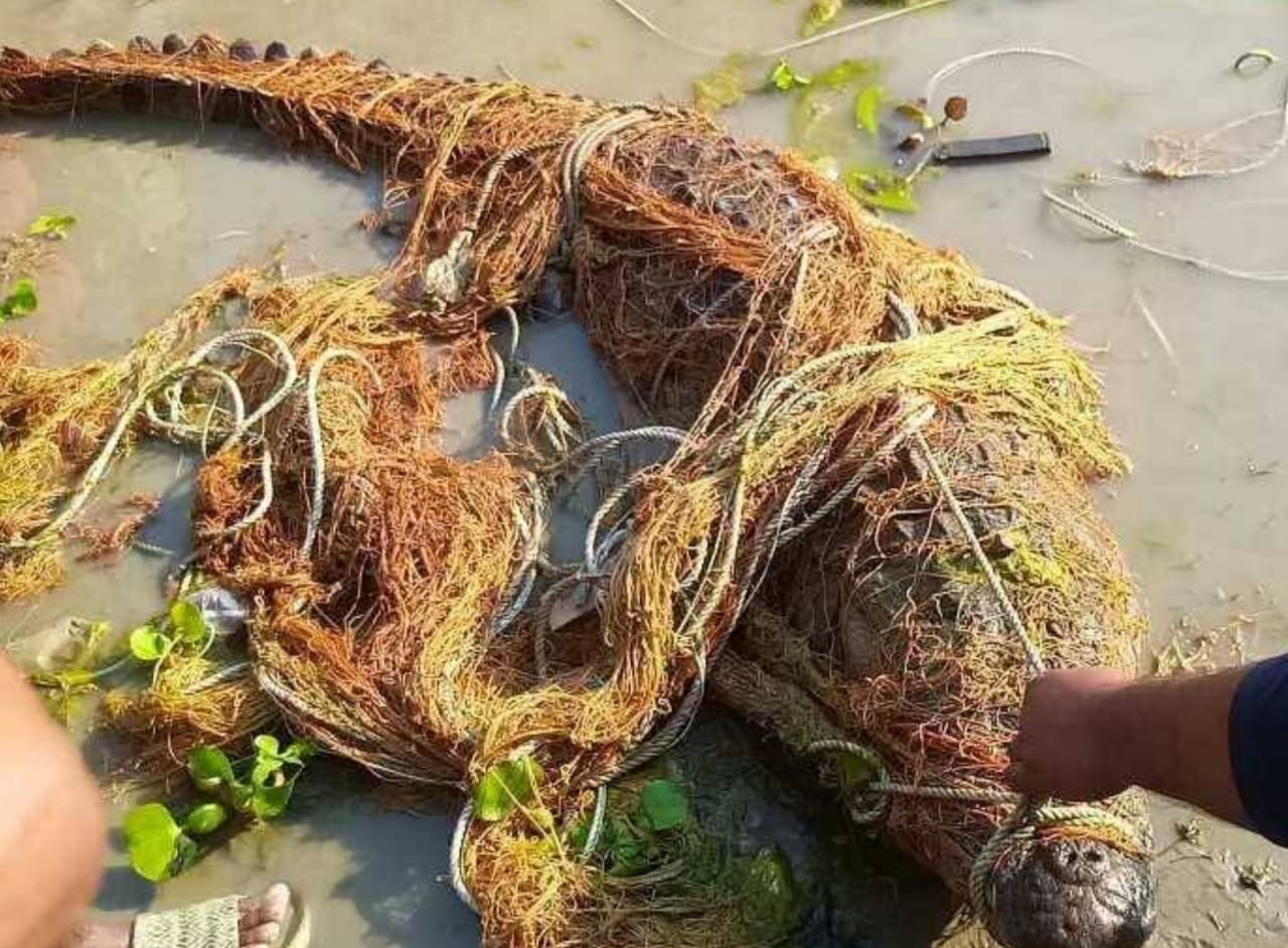 মিরপুরে জেলের জালে ধরা পড়া কুমিরকে পদ্মা নদীর গভীর পানিতে অবমুক্তকরণ